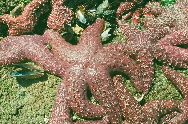 squishy moist sea star