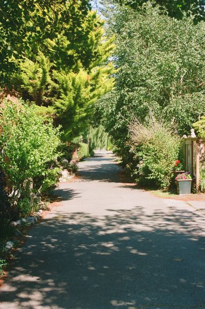 verdantly foliated alley