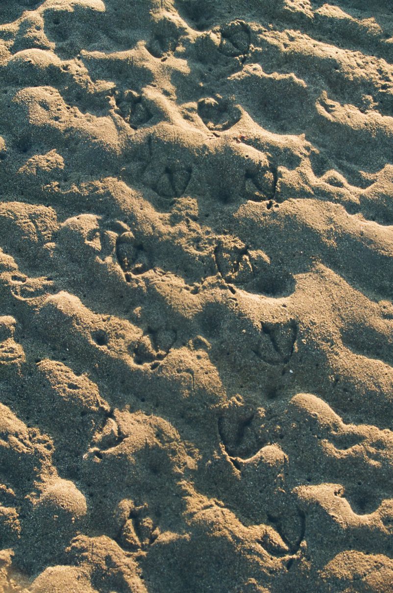 seagull footprints in beach sand