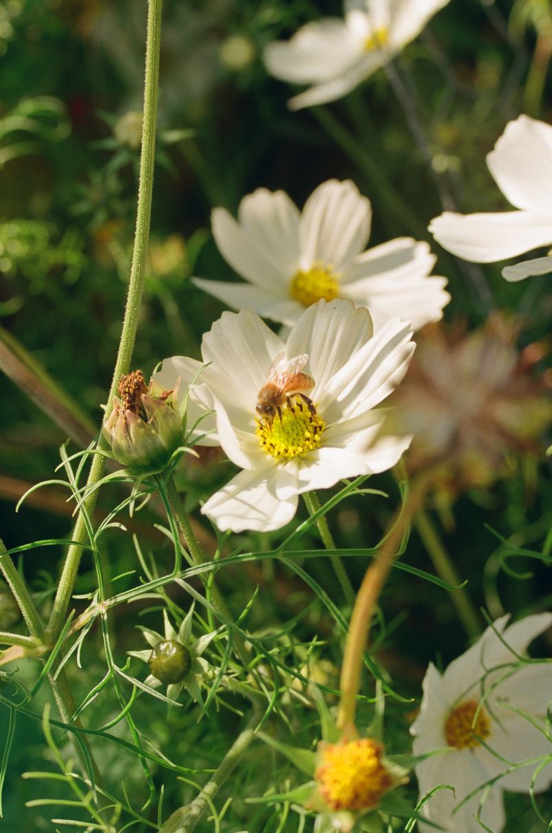 macro photograph of a honey bee perched on a flower